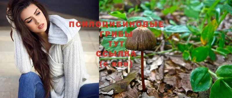 Псилоцибиновые грибы Magic Shrooms  цены   Северск 